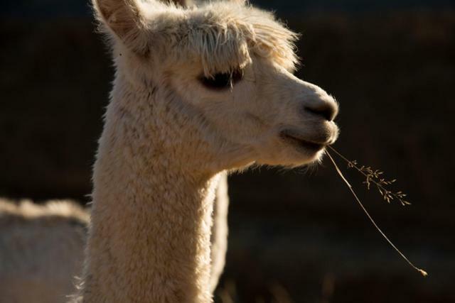 伦威克Falcon'S Rise Alpaca Farm住宿加早餐旅馆 外观 照片